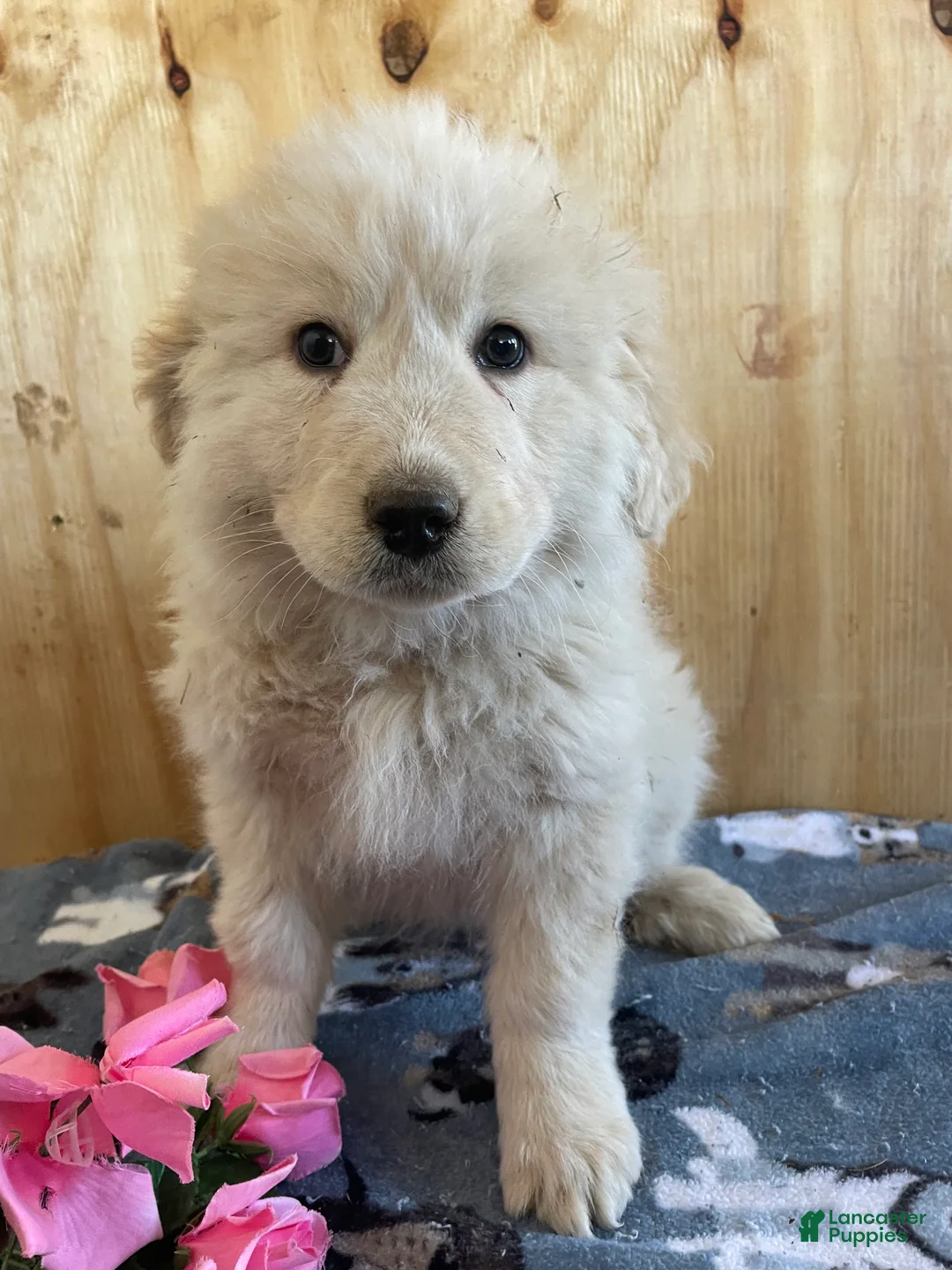 Great Pyrenees dogs for sale: Fonzie - Ad 4