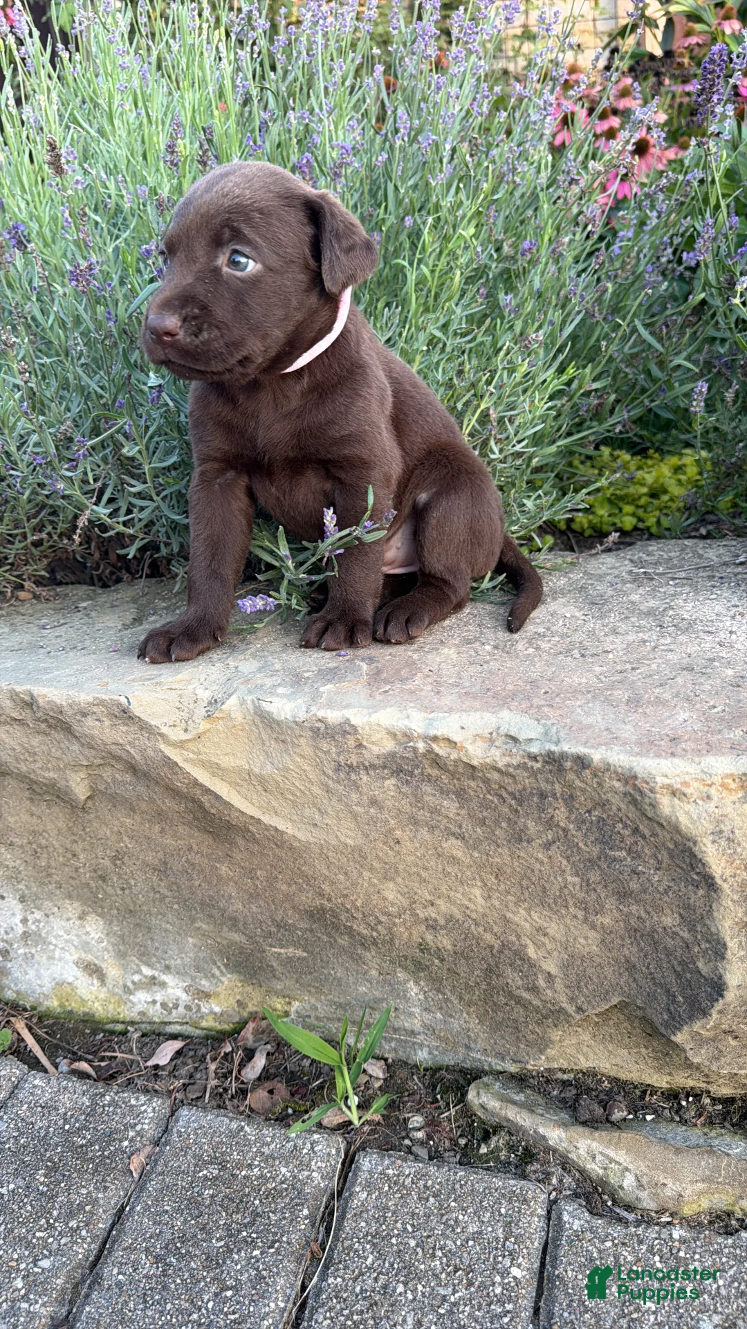 Labrador Retriever dogs for sale: Daisy May - Ad 5