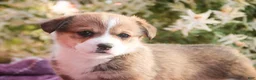 Welsh Corgi Pembroke dogs for sale: Ramona - Ad 6