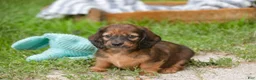 Miniature Dachshund dogs for sale: Annie Miniature Dachshund  - Ad 7
