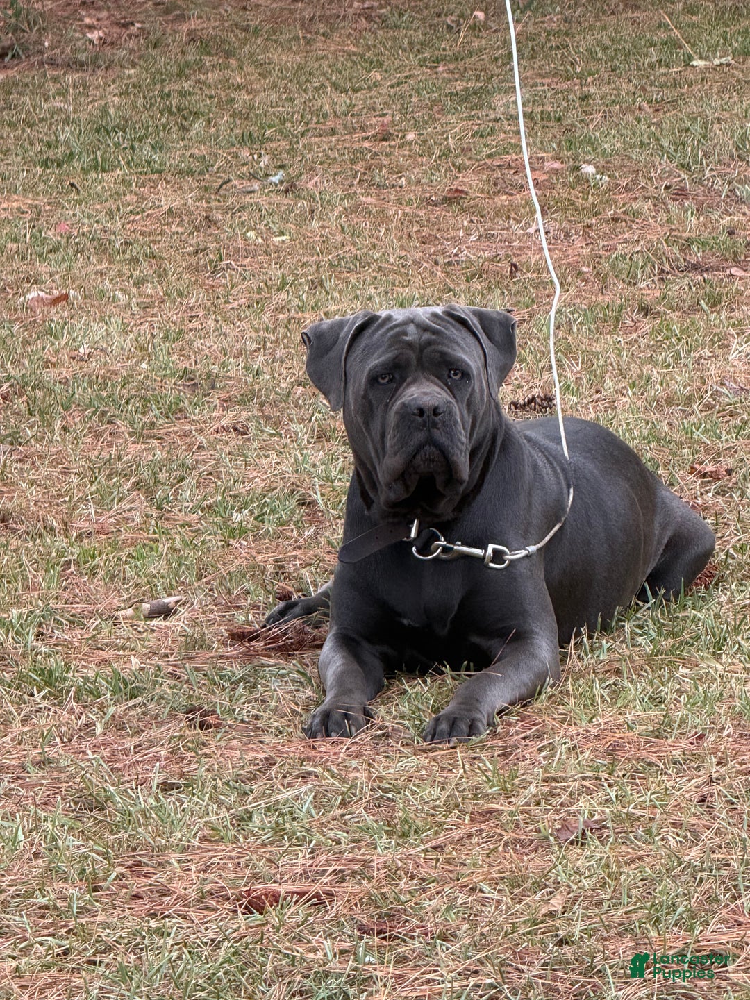 Cane Corso dogs for sale: Cane Corso Puppy 1 - Ad 4
