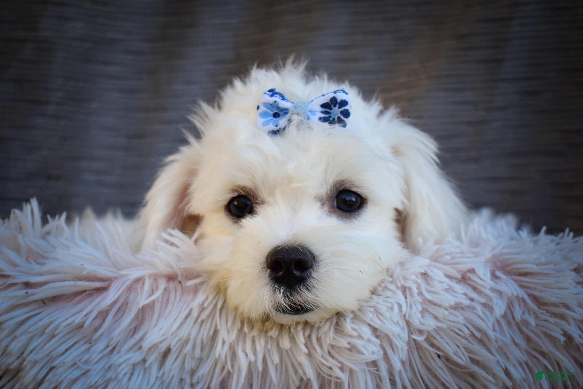 Maltese dogs for sale: Blake 💙 - Ad 2