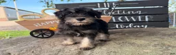 Miniature Schnauzer dogs for sale: Tiffany Miniature Schnauzer  - Ad 13