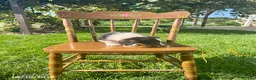 Welsh Corgi Pembroke dogs for sale: Rascal - Ad 4