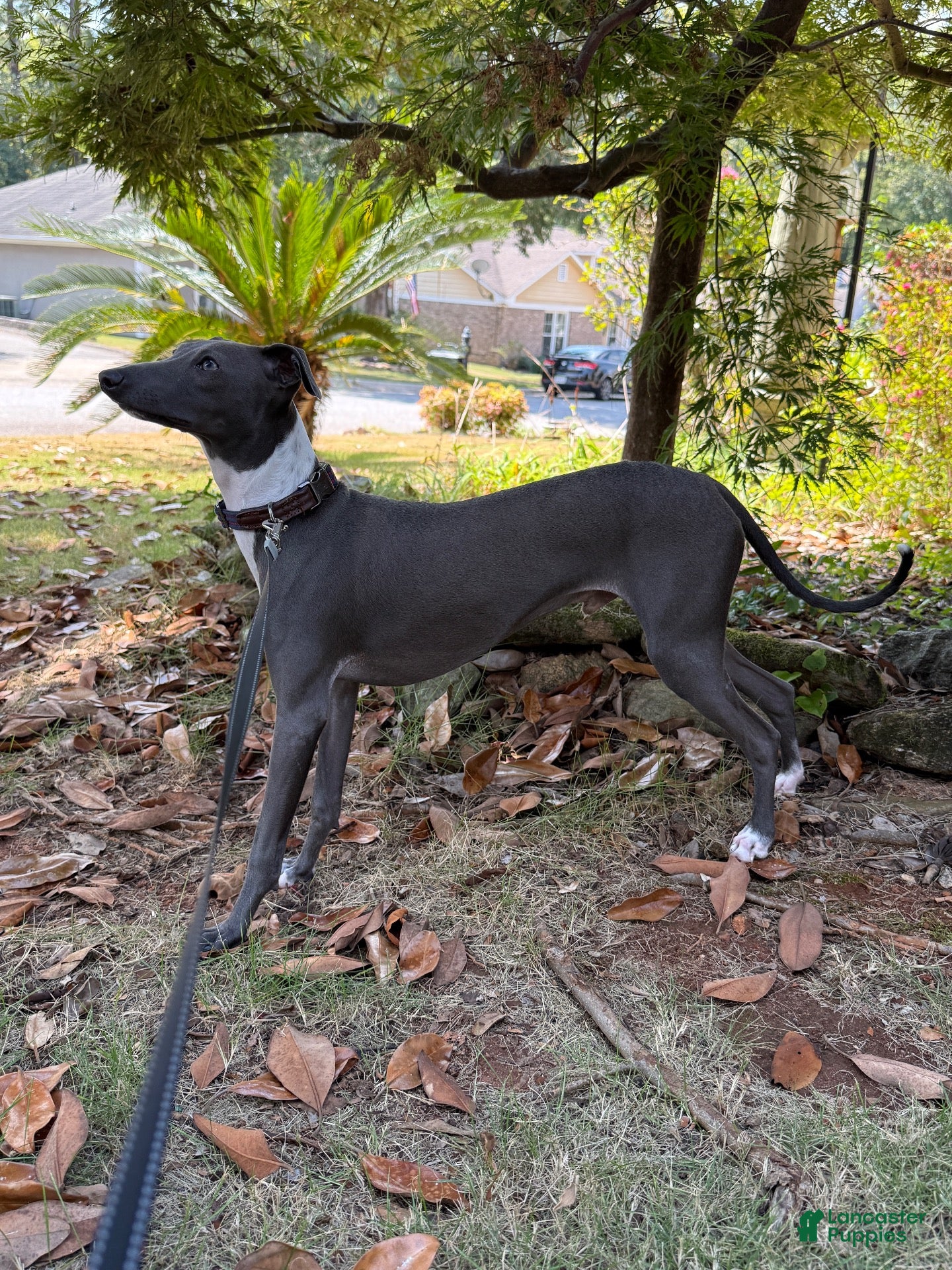 Italian Greyhound dogs for sale: Percy - Ad 1