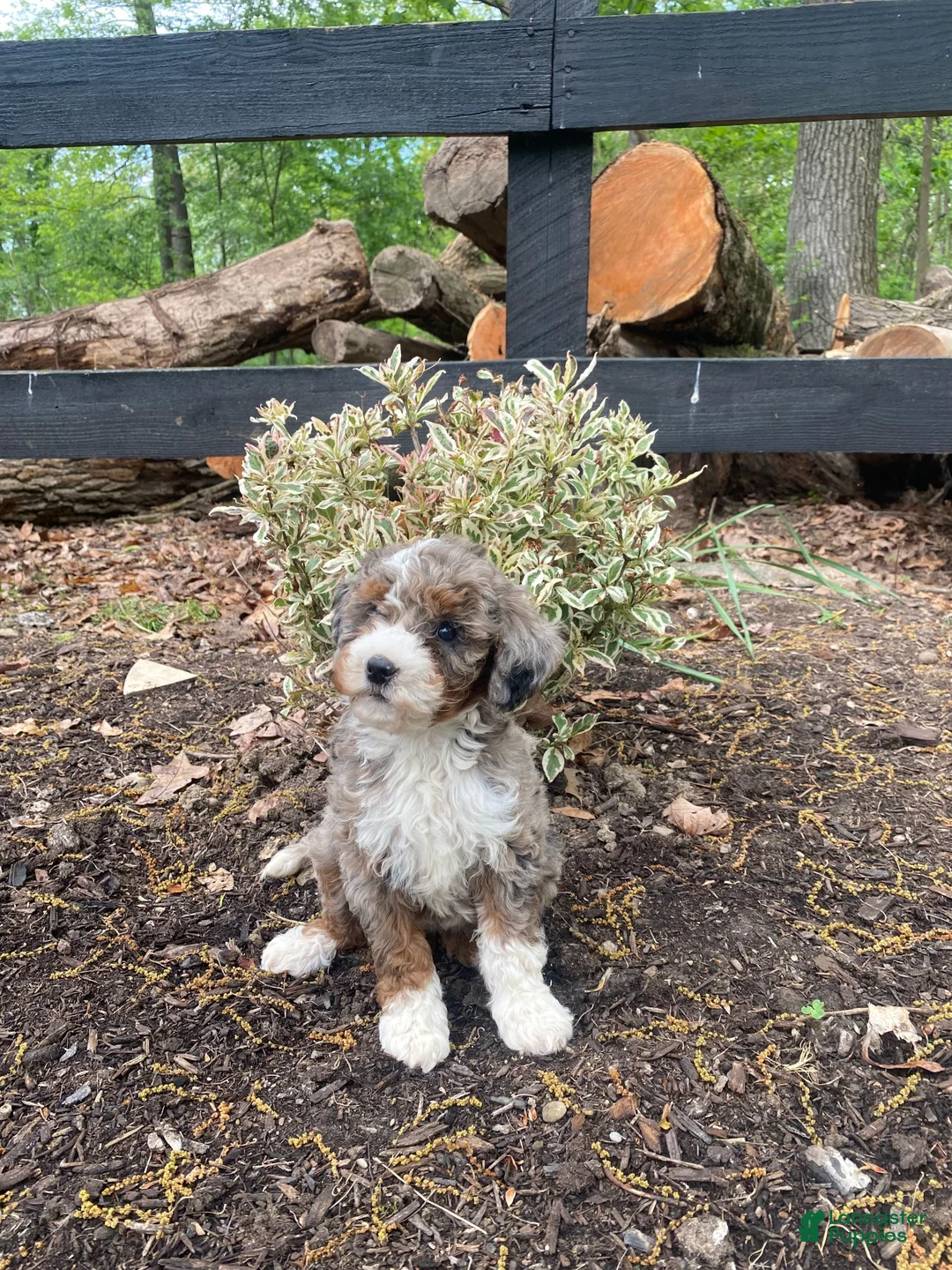 Bernedoodle dogs for sale: Snickers - Ad 12