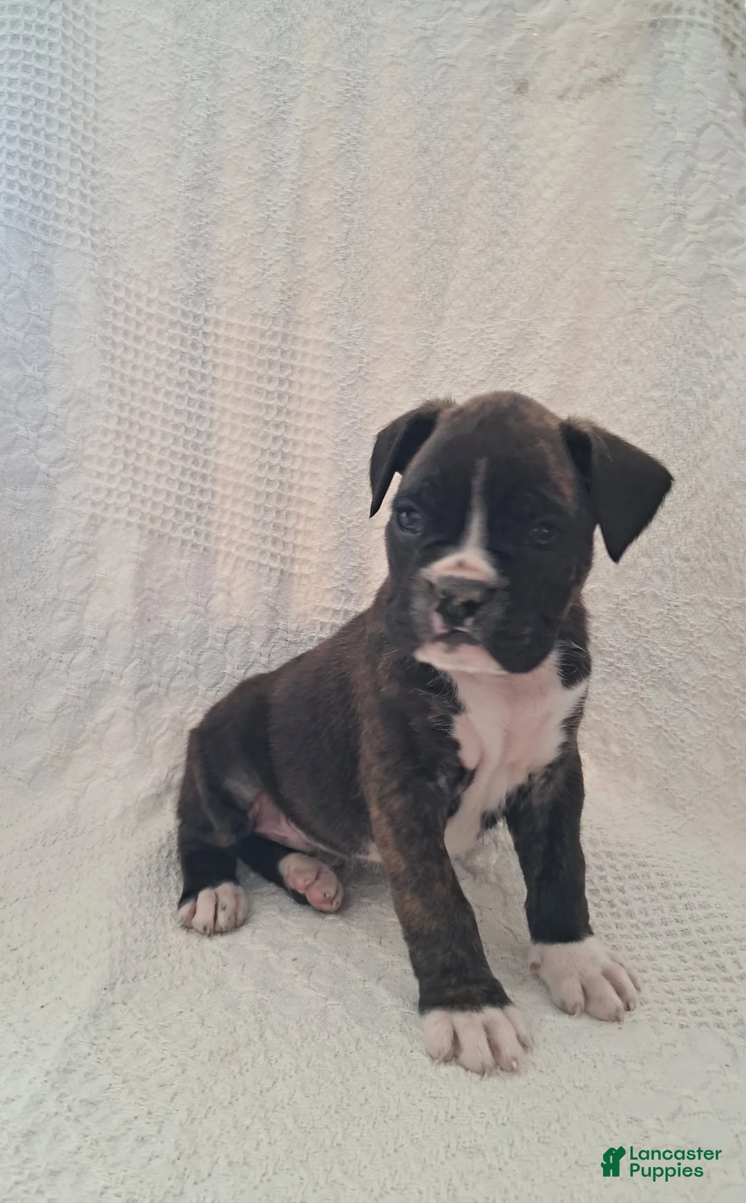 Boxer dogs for sale: Spotty - Ad 7