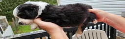 Miniature Australian Shepherd dogs for sale: Miniature Australian Shepherd 7 - Ad 2