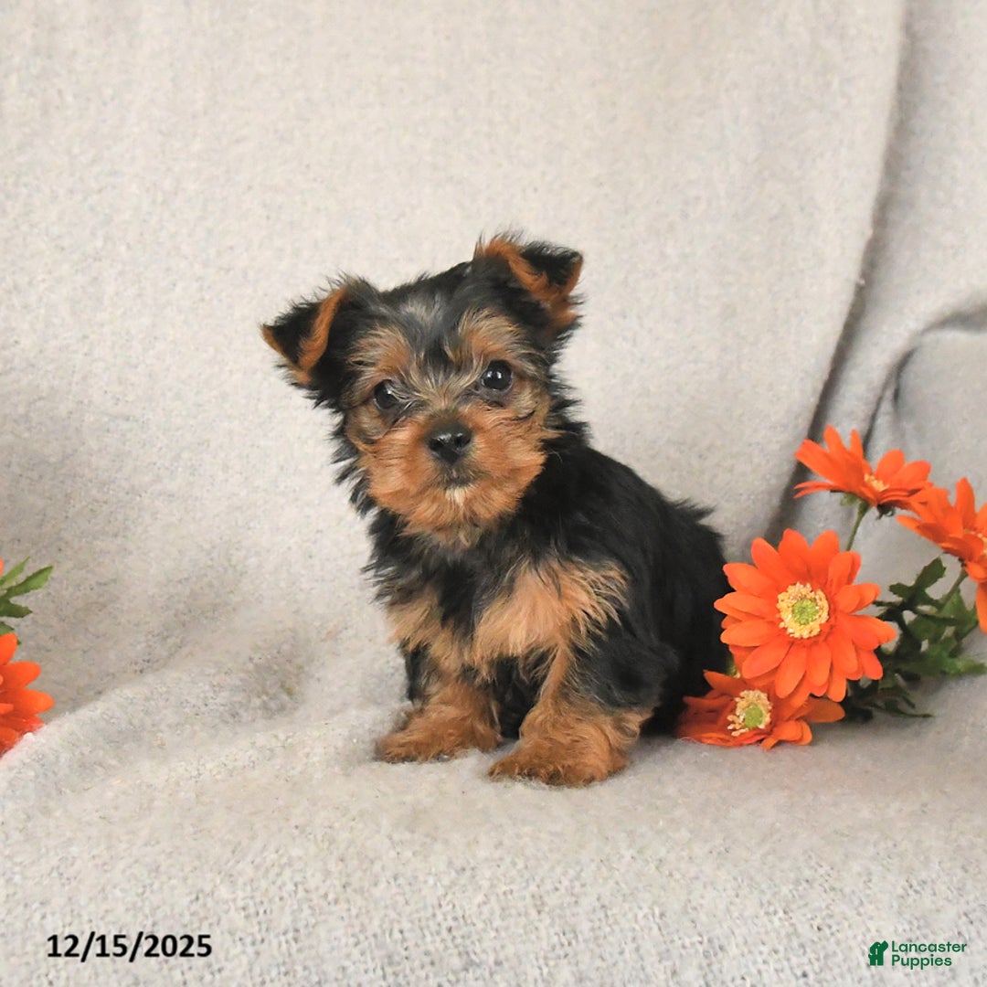 Yorkshire Terrier dogs for sale: Rusty - Ad 1
