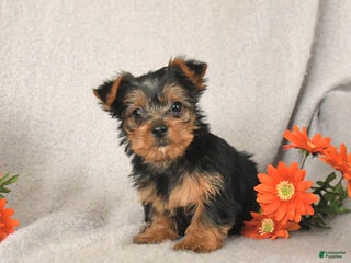 Yorkshire Terrier dogs Rusty - Ad 5