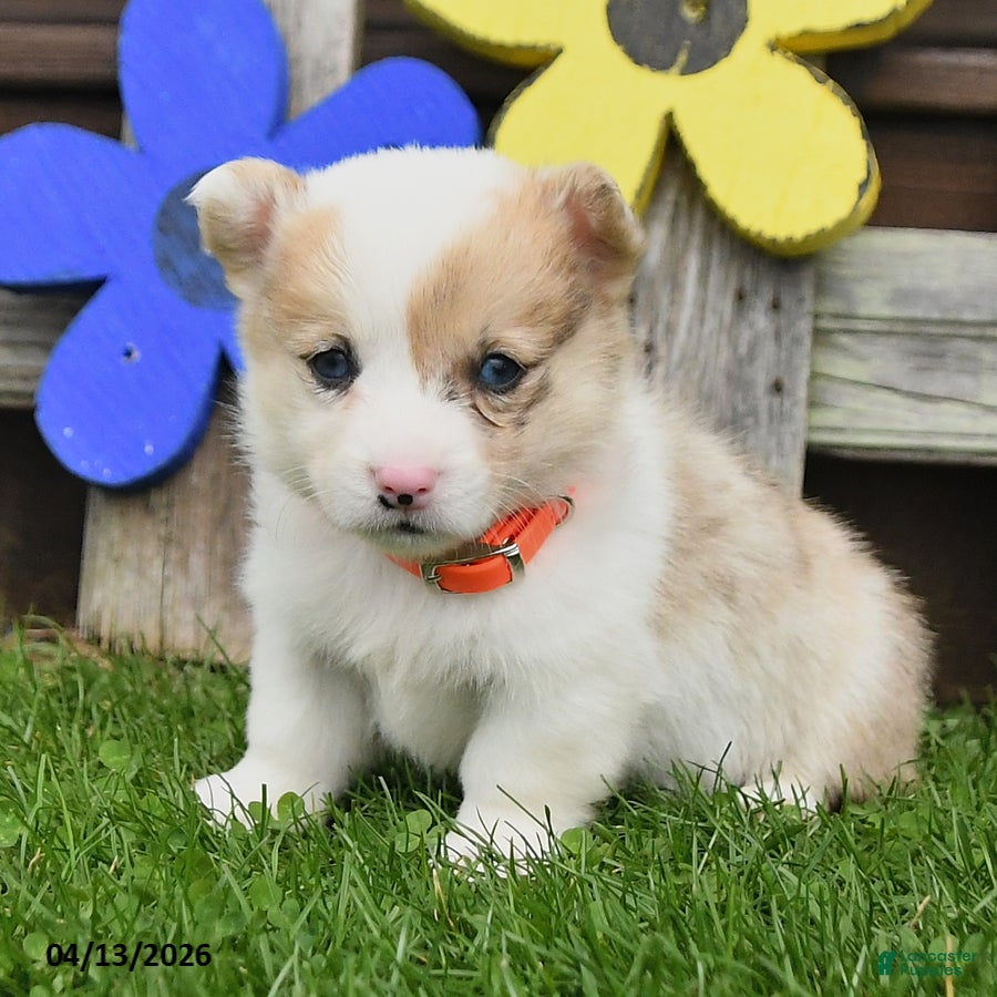 Welsh Corgi Pembroke dogs Buster - Ad 2