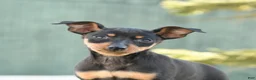 Miniature Pinscher dogs for sale: Tilly - Ad 5