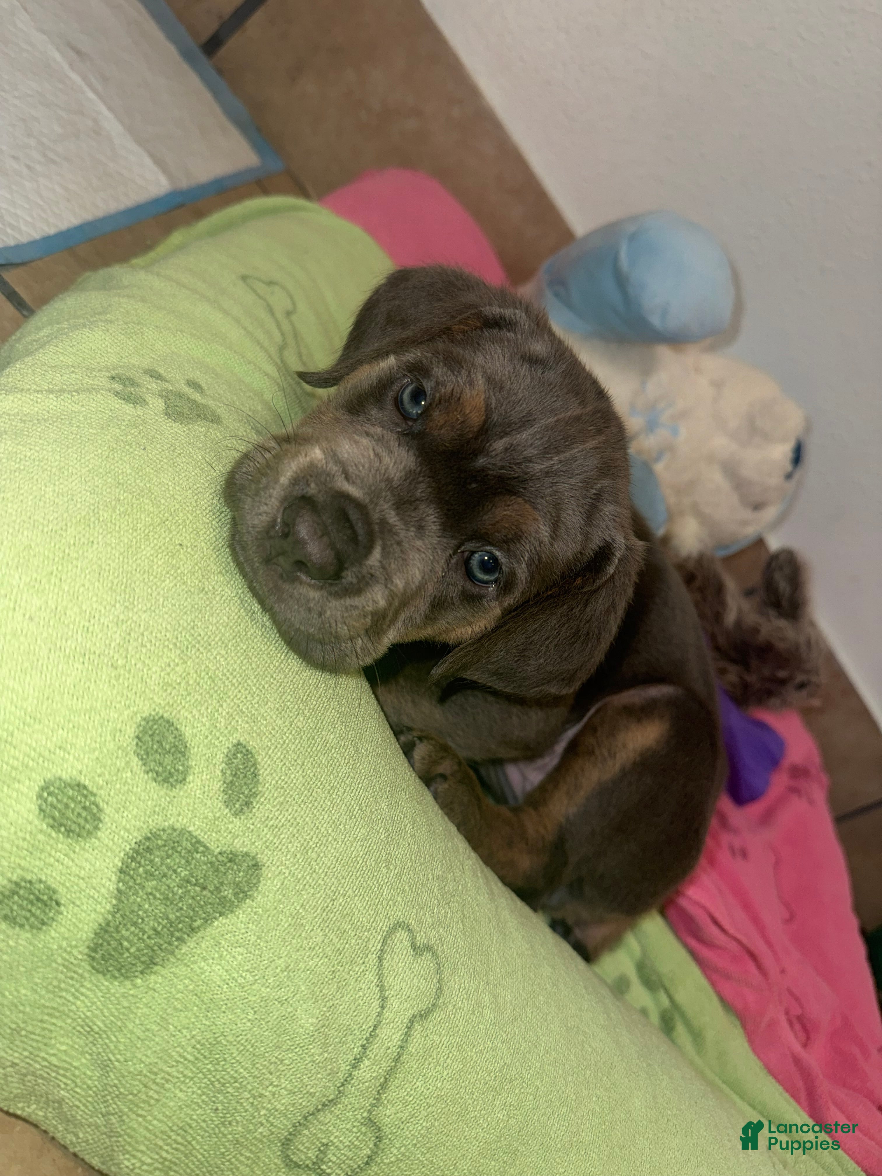Cane Corso dogs Cane Corso 2 - Ad 12