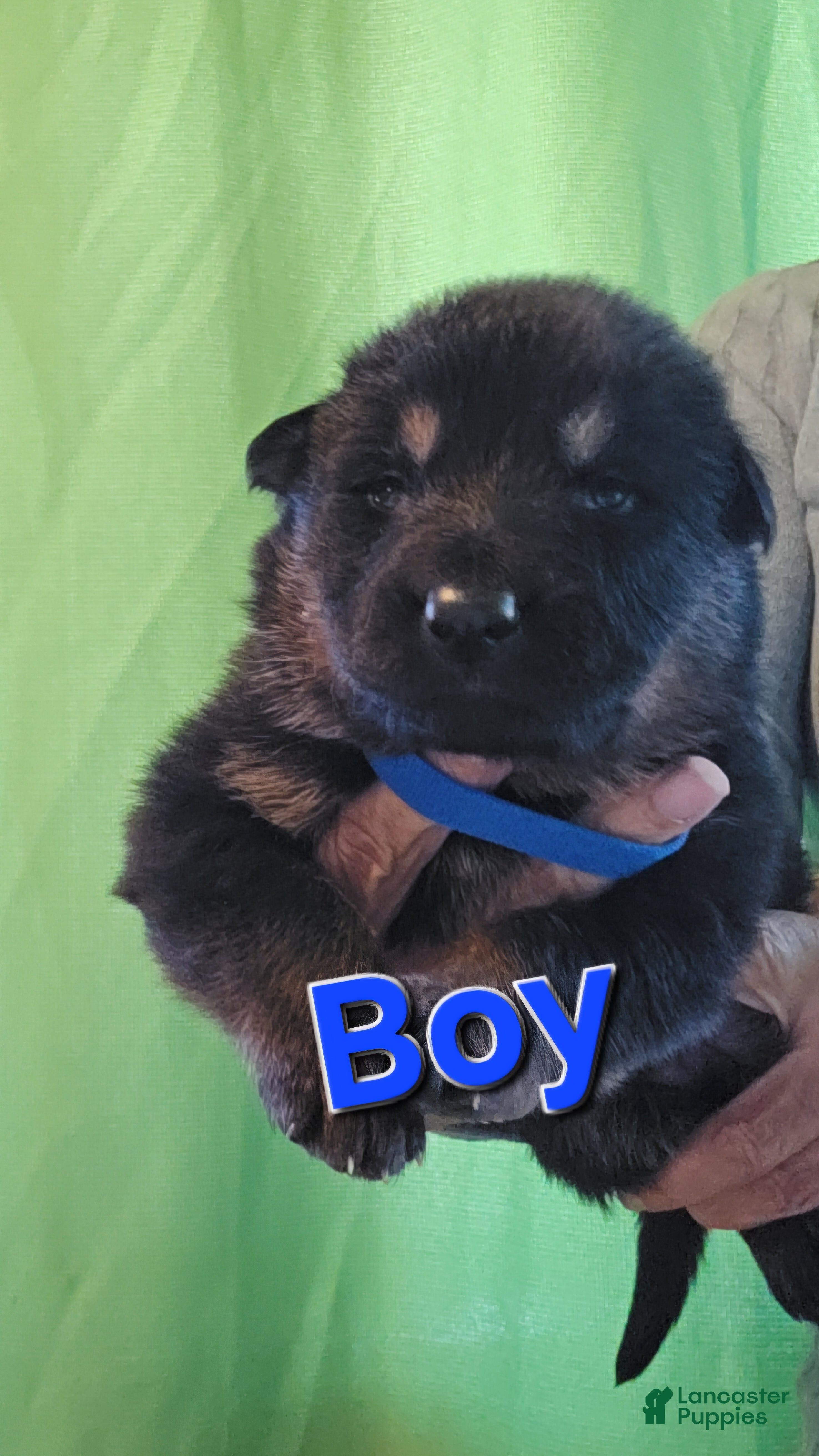 German Shepherd dogs for sale: German Shepherd 2 Blue  - Ad 1