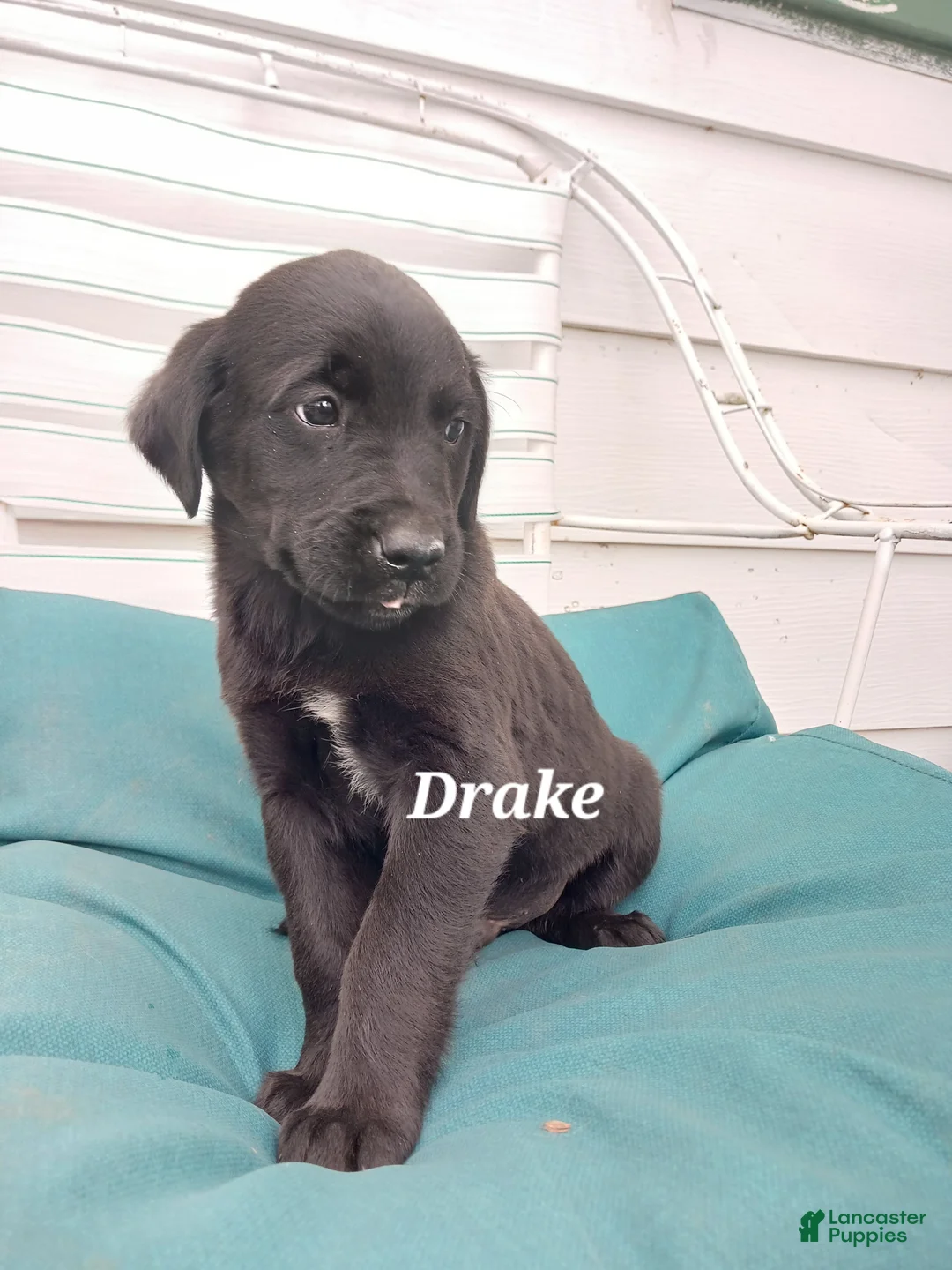 Mixed Breed dogs for sale: Mixed Breed Puppy 3 Drake - Ad 2