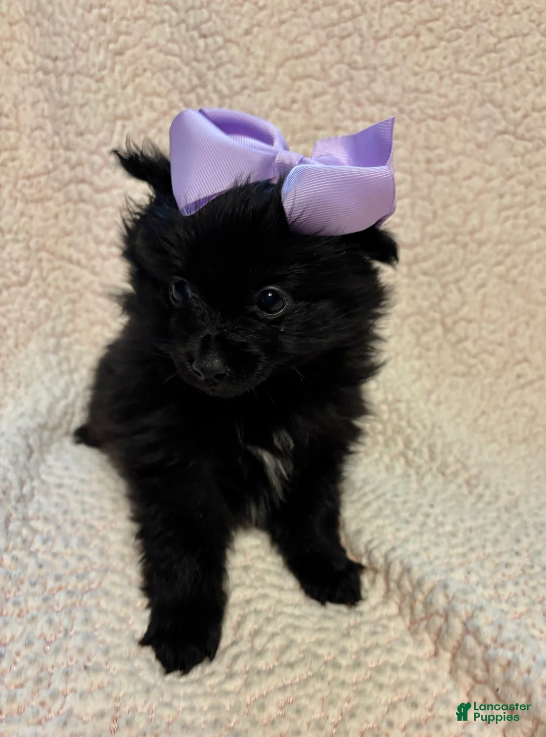 Pomeranian dogs for sale: Pomeranian Puppy 1 - Ad 2