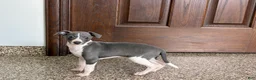 Italian Greyhound dogs for sale: KK - Ad 4