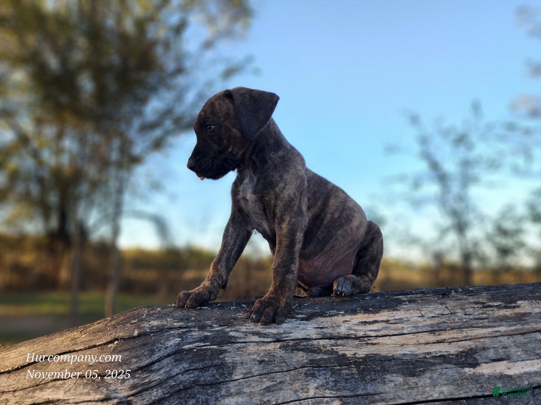 Catahoula Leopard Dog dogs for sale: Tracy II 2025 male 1 - Ad 10