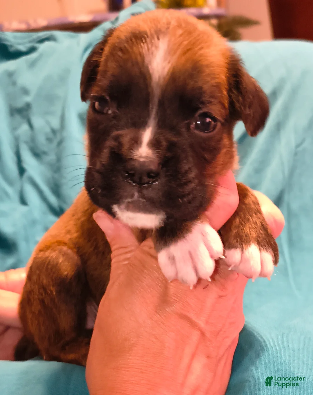 Boxer dogs for sale: Dill - Ad 1