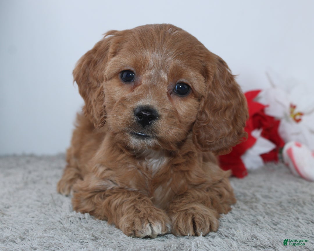 Cockapoo dogs for sale: Geneva - Ad 1