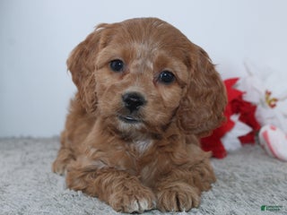 Cockapoo dogs - Ad 34