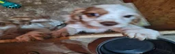 Cocker Spaniel dogs for sale: Dottie - Ad 1
