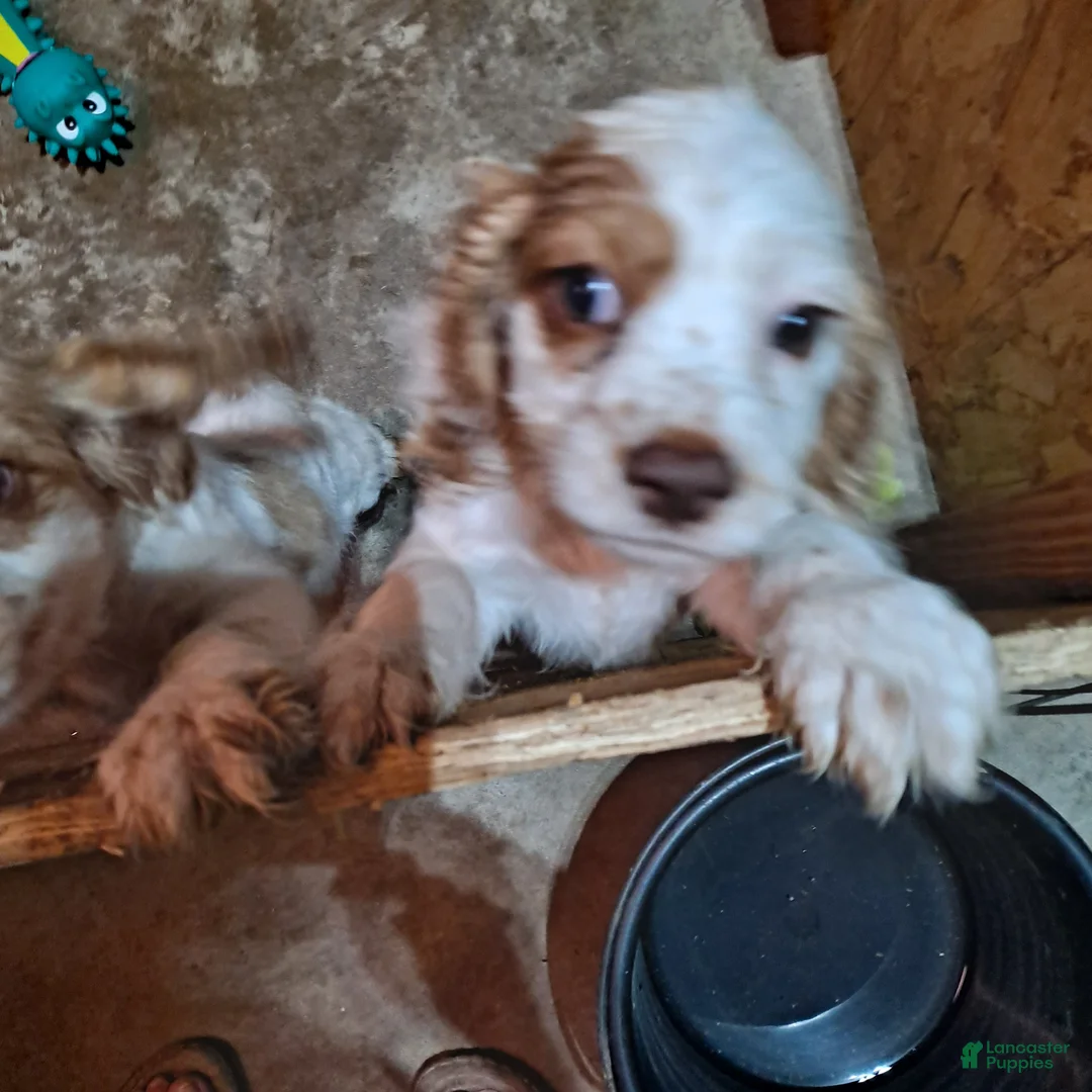 Cocker Spaniel dogs for sale: Dottie - Ad 1