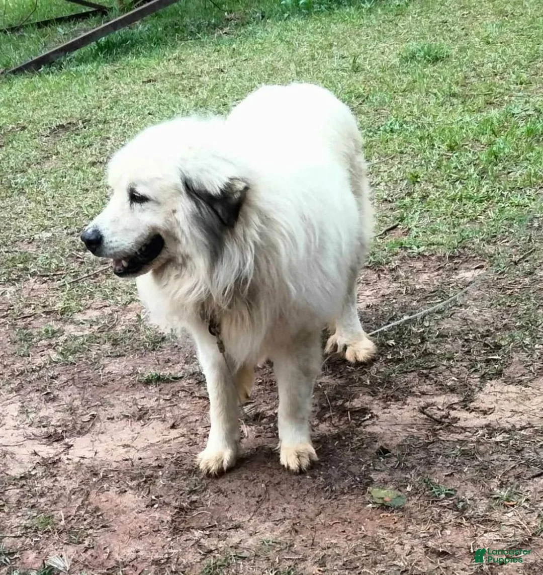 Mixed Breed dogs for sale: Possum Girl (Great Pyrenees) - Ad 14