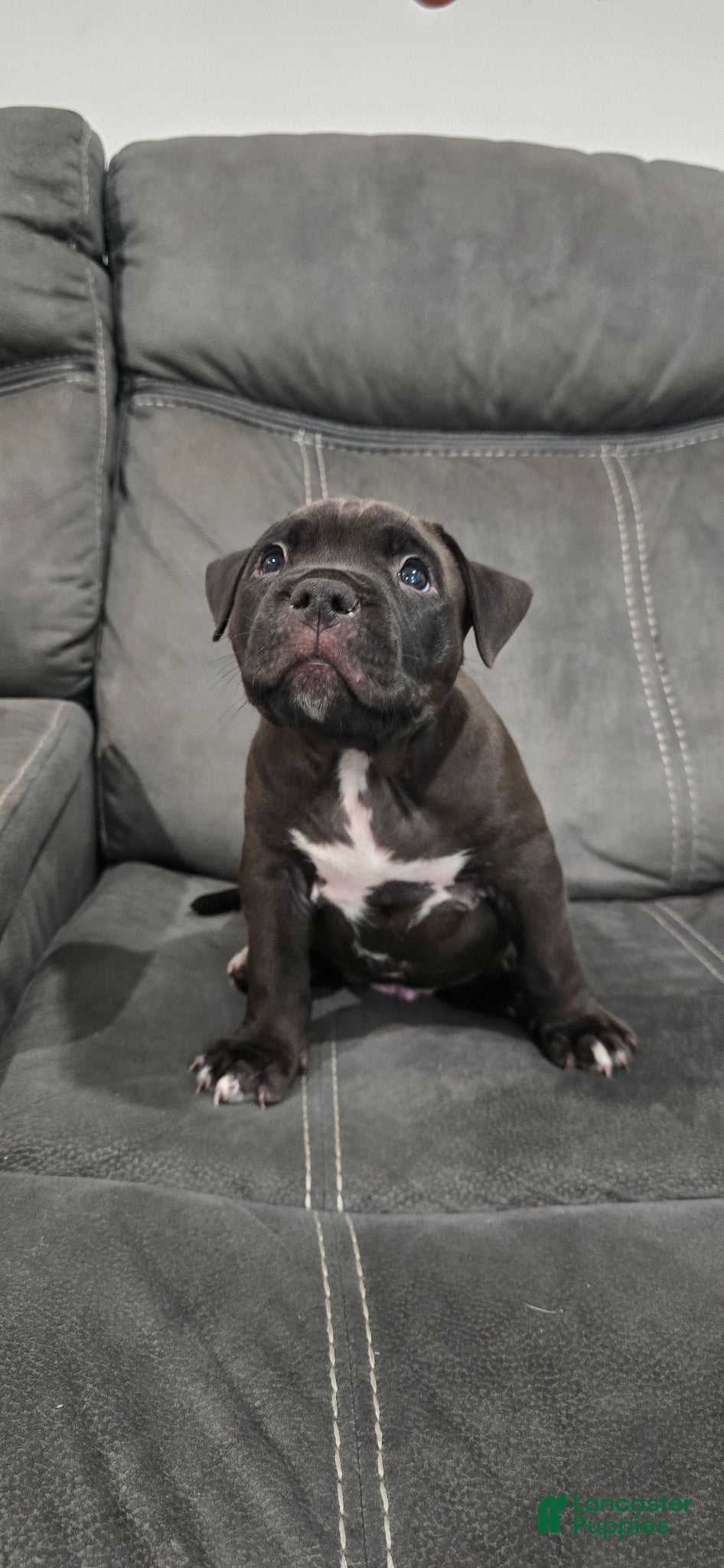 American Pit Bull Terrier dogs American Pit Bull Terrier Puppy 3 - Ad 3