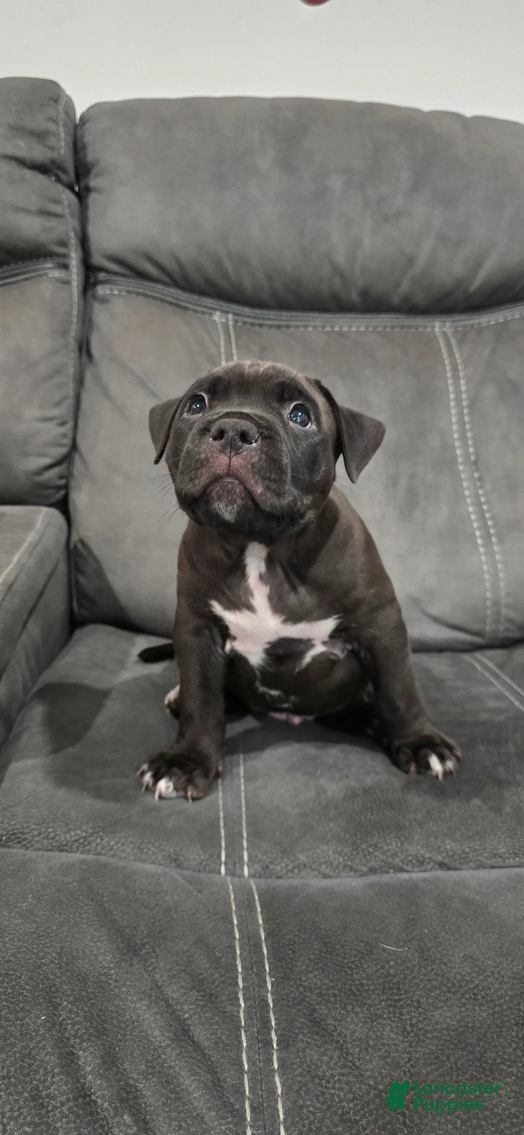 American Pit Bull Terrier dogs for sale: American Pit Bull Terrier Puppy 3 - Ad 1