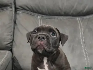 American Pit Bull Terrier dogs American Pit Bull Terrier Puppy 3 - Ad 3