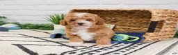 Cavapoo dogs for sale: Macchiato  - Ad 5