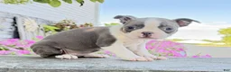 Boston Terrier dogs for sale: Iris - Ad 4