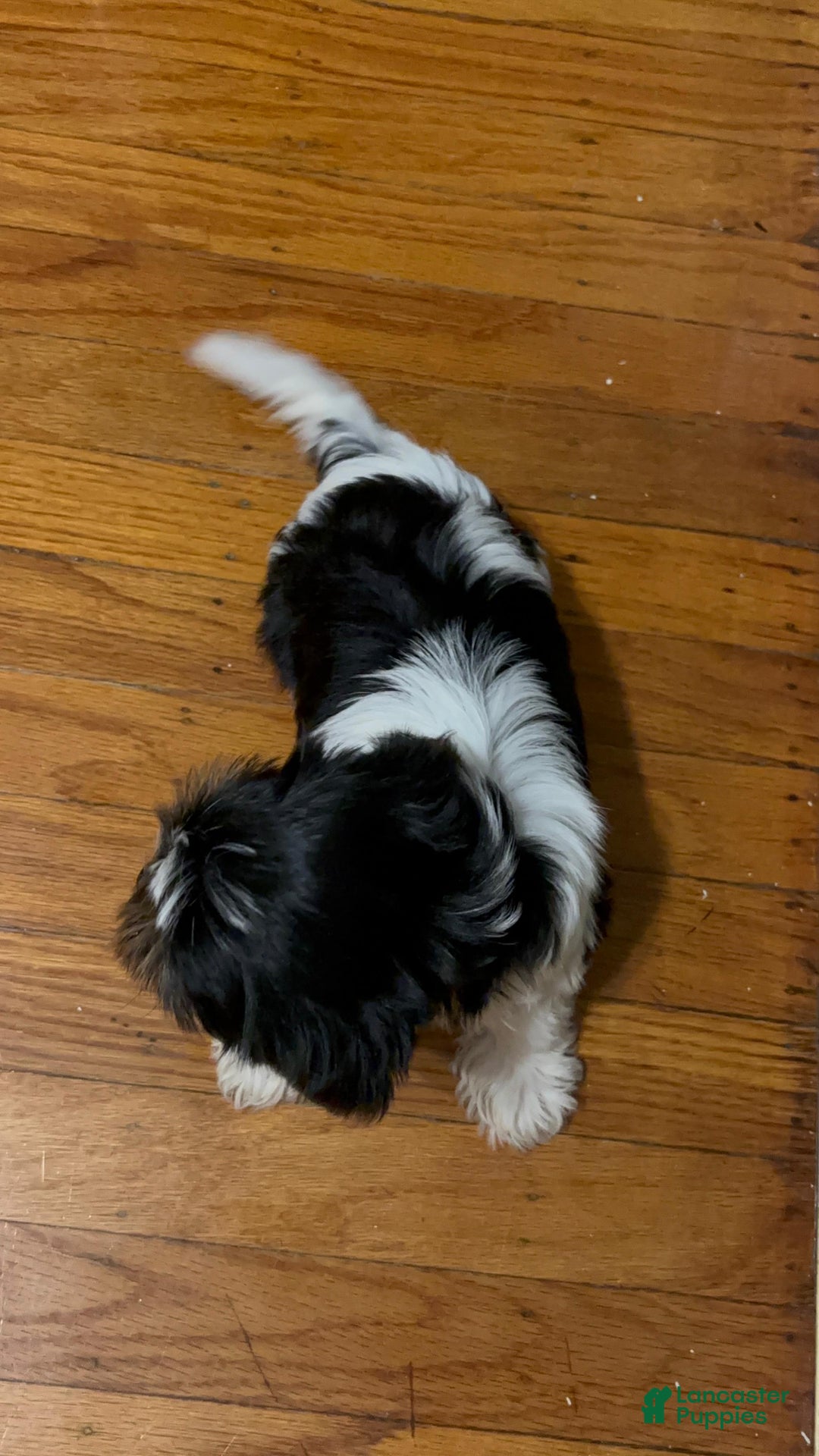 Biewer Terrier dogs for sale: Puppy - Ad 6