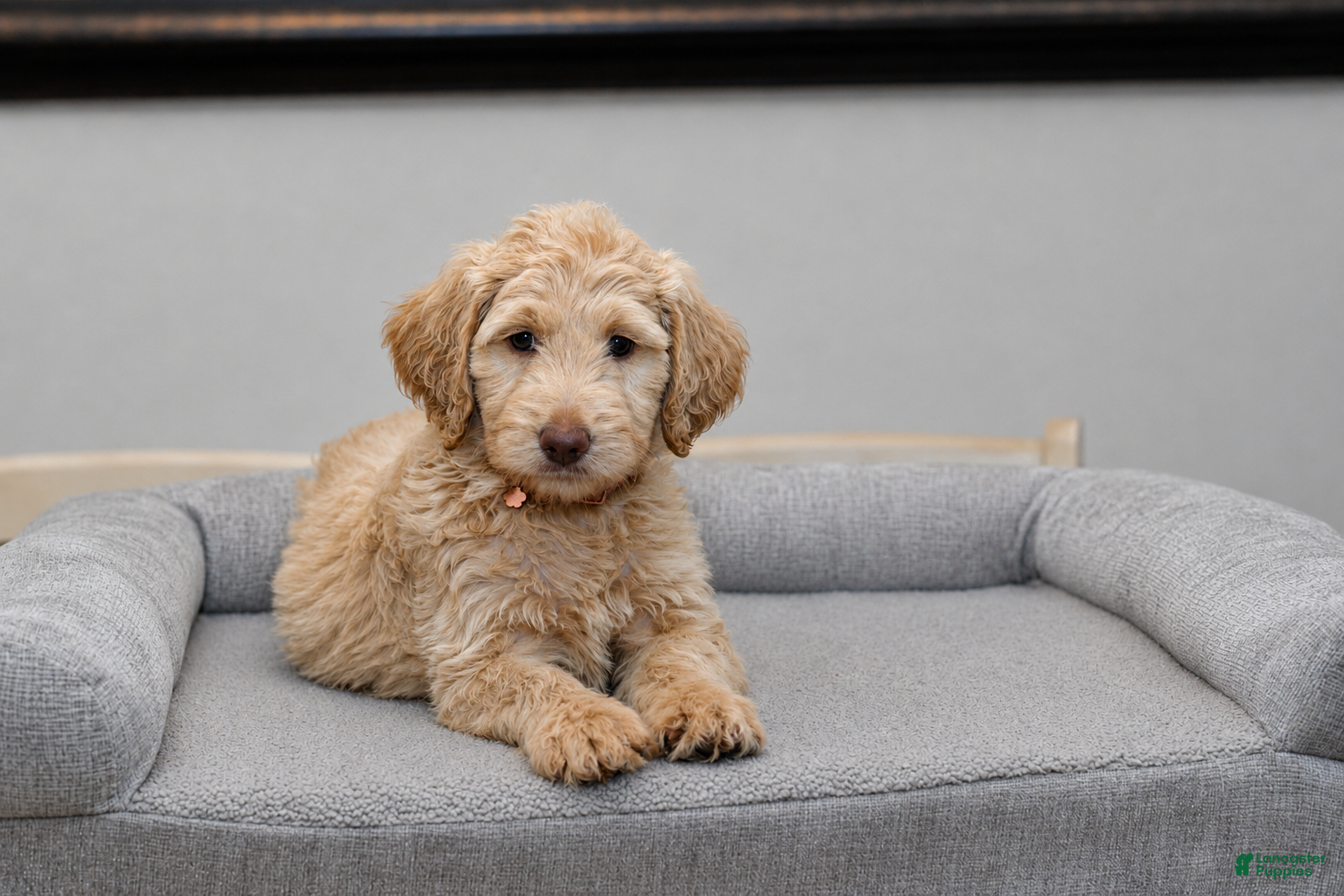 Goldendoodle dogs Hazel - Ad 3