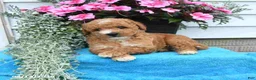 Mini Goldendoodle dogs for sale: Kelly - Ad 3