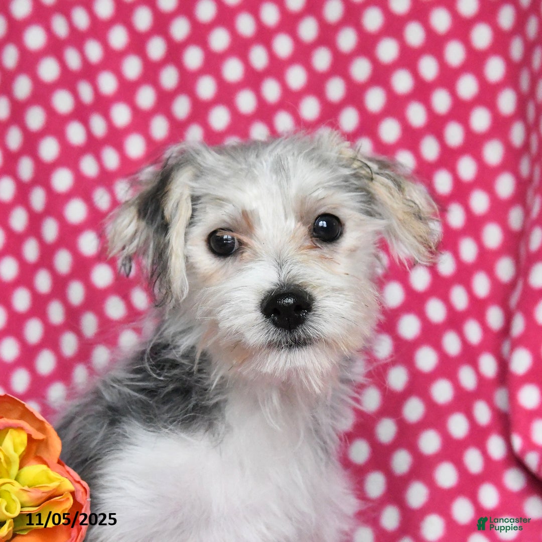 Morkie dogs for sale: Miles - Ad 5