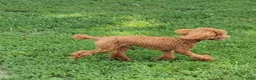 Toy Poodle dogs for stud: Moose - Ad 4