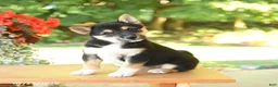 Shiba Inu dogs for sale: Kim  - Ad 3