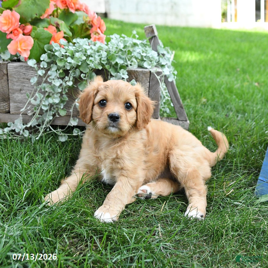 Cavapoo dogs for sale: Lissa - Ad 1