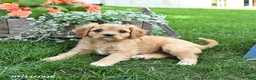 Cavapoo dogs for sale: Lissa - Ad 1