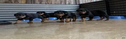 Rottweiler dogs for sale: Rottweiler 1 - Ad 5