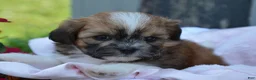 Shihpoo dogs for sale: Poppy - Ad 4