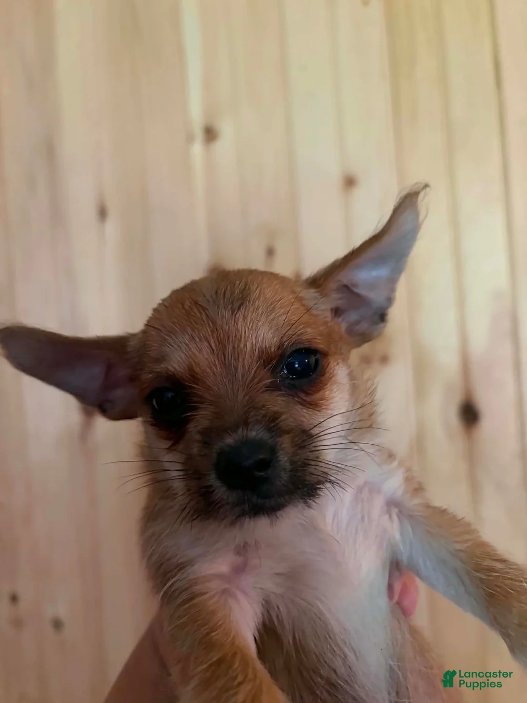 Mixed Breed dogs for sale: Mixed Breed 5 - Ad 1