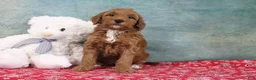 Mini Goldendoodle dogs for sale: Derbie - Ad 3