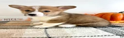 Welsh Corgi Pembroke dogs for sale: CKC Rio - Ad 2