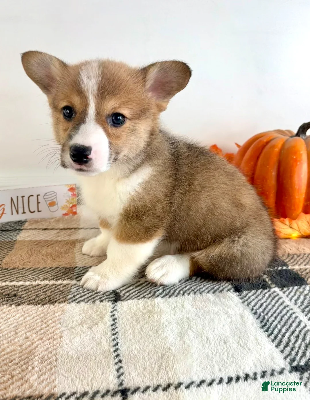 Welsh Corgi Pembroke dogs for sale: CKC Rio - Ad 2