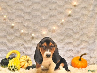 Basset Hound dogs - Ad 33