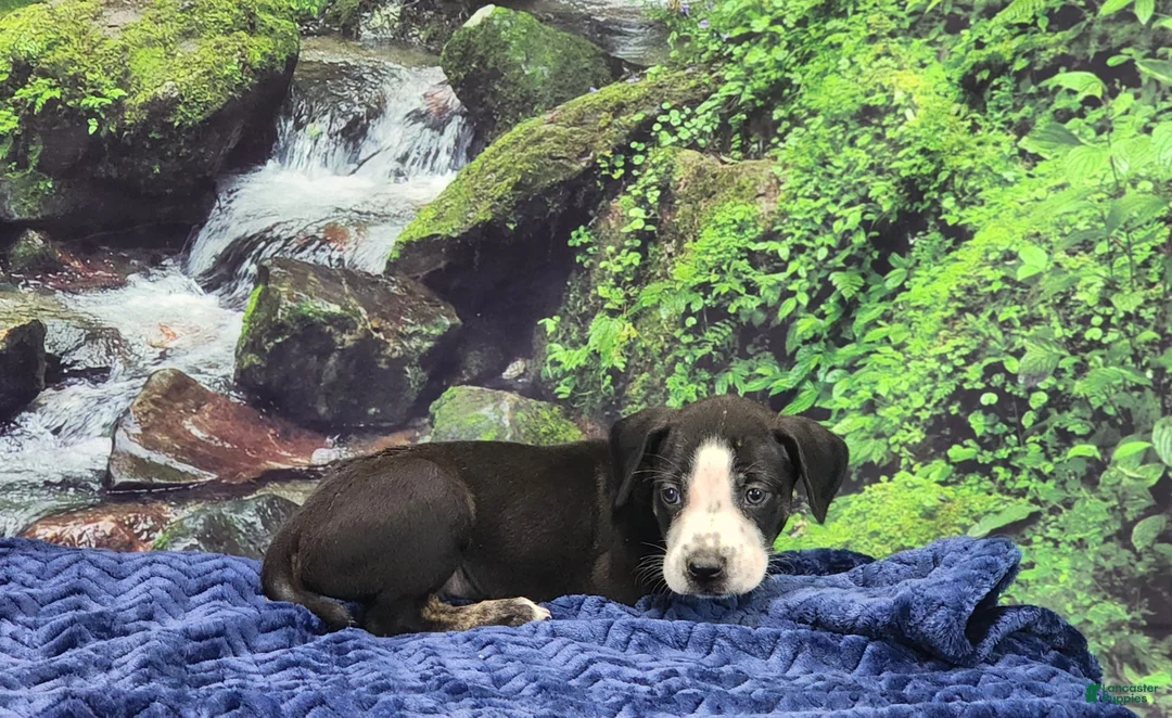 Catahoula Leopard Dog dogs for sale: Luna 2025 Male 1 - Ad 17