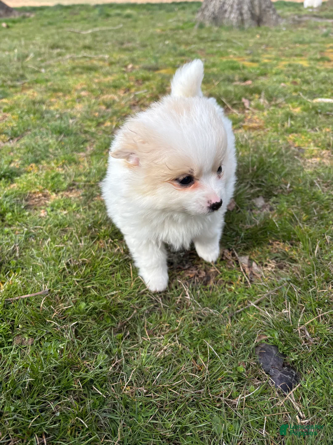 Pomsky dogs for sale: Bella - Ad 3